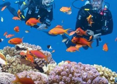 در زیر آب های تایلند چه می گذرد