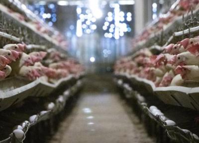 ثبات نسبی در بازار مرغ ، مرغداران خواستار اصلاح قیمت مصوب مرغ هستند