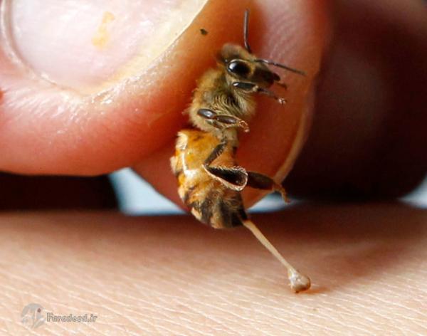 فواید و مضرات نیش زنبور عسل که از آن بی خبرید