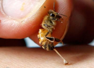 فواید و مضرات نیش زنبور عسل که از آن بی خبرید