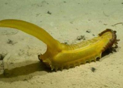 کشف مرموزترین موجودات دریایی