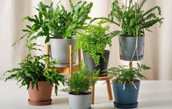 راهنمای کامل نگهداری و تکثیر گیاه سرخس در خانه و باغچه