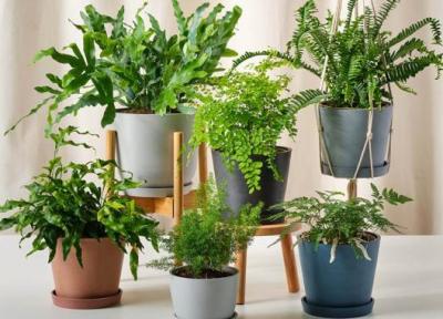 راهنمای کامل نگهداری و تکثیر گیاه سرخس در خانه و باغچه