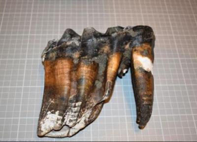 شی عجیب باستانی در ساحل، این دندان ها متعلق به چه موجودی است؟ ، عکس